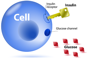 importancia insulina diabetes endocrinologista