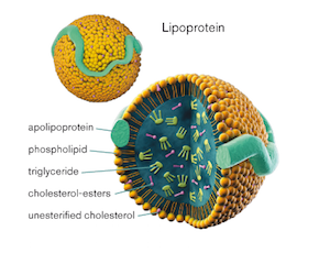 colesterol lipoproteina endocrinologista