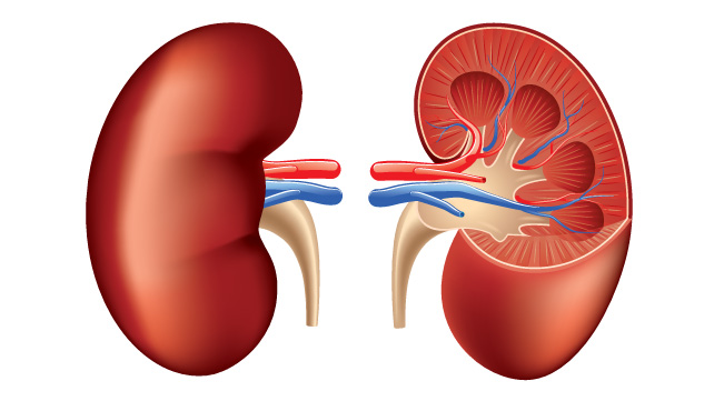 glicosúricos renal tratamento diabetes