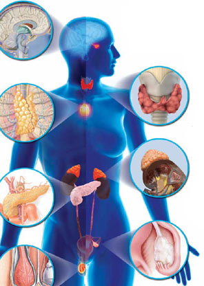 endocrinologista sp