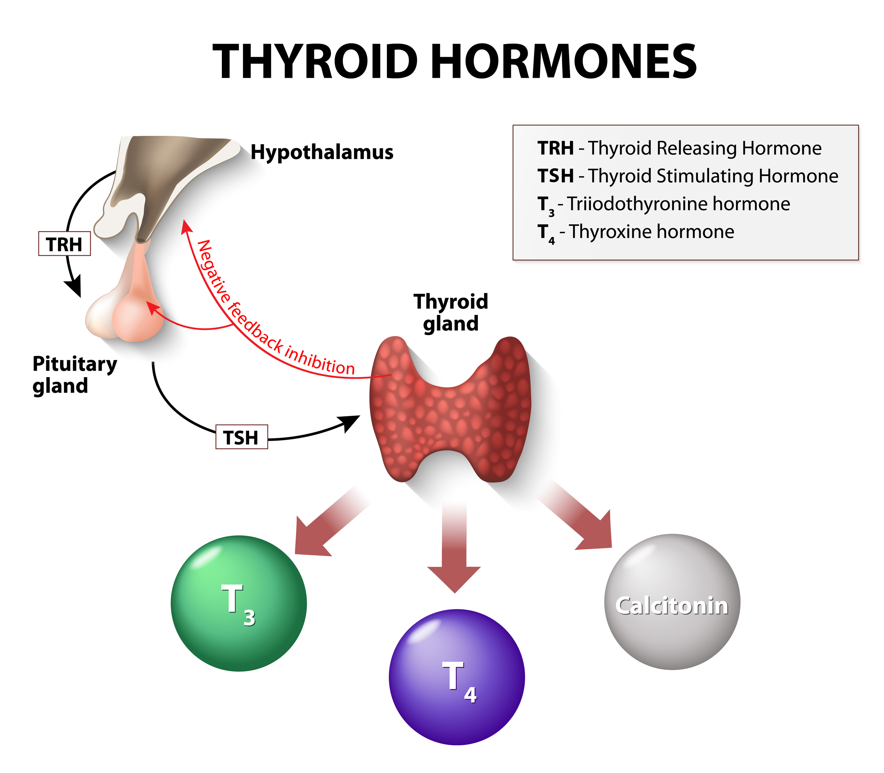 hipotireoidismo diagnóstico endocrinologista