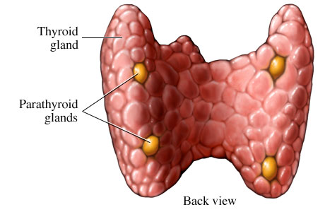 paratireoide hiperparatireoidismo endocrinologista